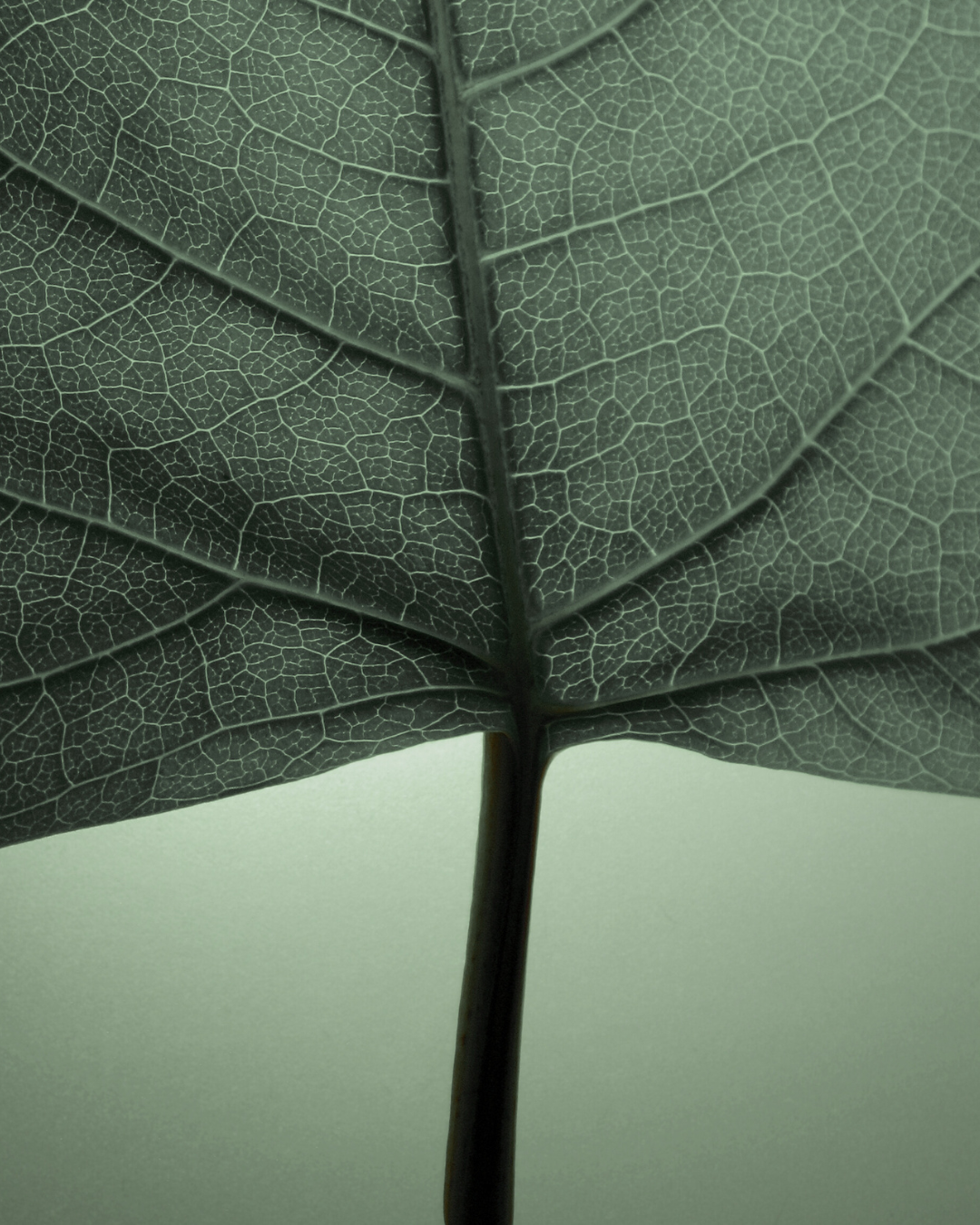 Close-up of a leaf with detailed veins on a matching green background - the veins a metaphor for how everything works as a system, including your skin.